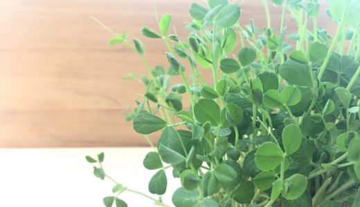 豆苗は生で食べられる？生臭い?消化に悪いって本当？おすすめ料理も