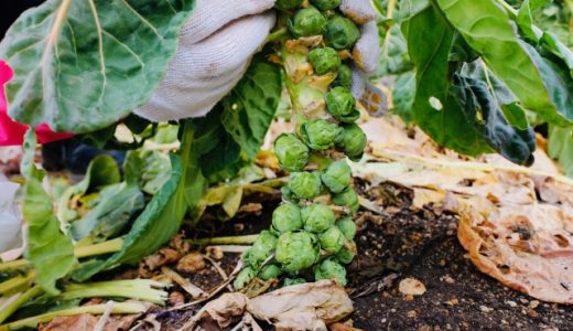 芽キャベツは紫色もある?栄養価に違いはある?特徴や調理の時の注意点