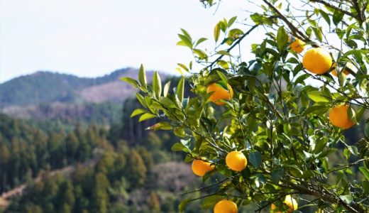 夏みかんにアレルギーはある？果物アレルギーの症状･時間･対処法