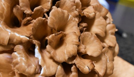 舞茸が酸っぱいと腐っている!?症状・見分け方や対処方法は？