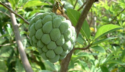 アテモヤとチェリモヤの栽培方法を解説！耐寒性が優れているのは？