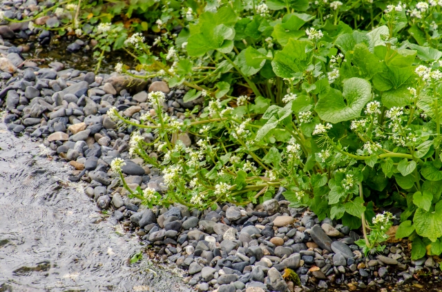 花わさびは生で食べられる 葉わさびとの違い 食べ方 味は苦い お役立ち 季節の耳より情報局