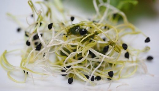 アルファルファの食べ過ぎは体に悪い？毒性はある？食べる時の注意点