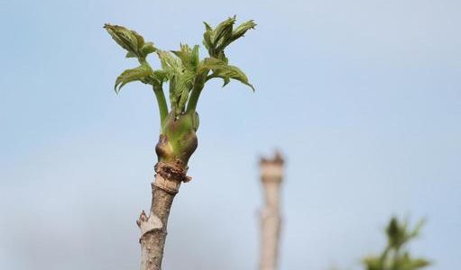 タラの芽は天ぷら以外にも使える！パスタやおひたし等の活用法は？
