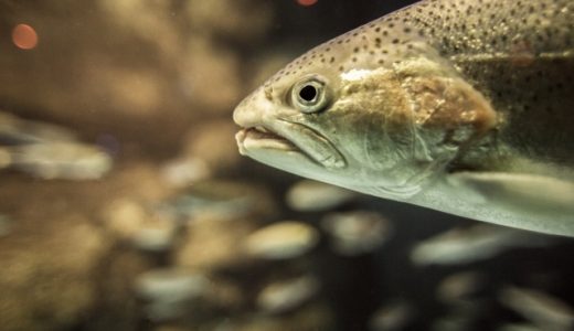ニジマスの刺身に寄生虫が?生で食べるときの注意点・おすすめレシピ