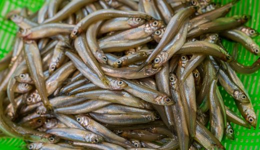 ワカサギの佃煮の日持ち期間は？腐ったらどうなる？賞味期限は？