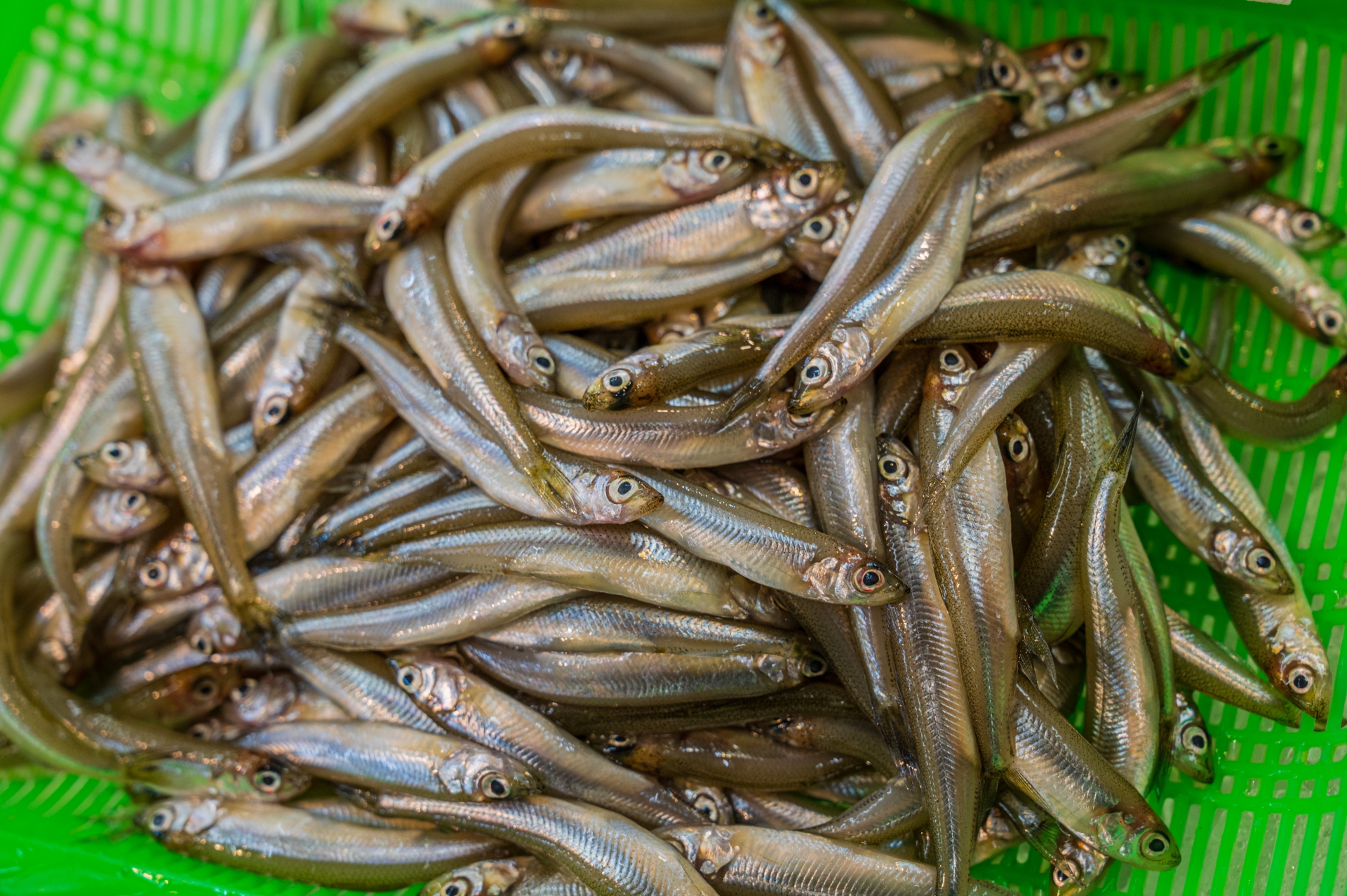 ワカサギの佃煮の日持ち期間は 腐ったらどうなる 賞味期限は お役立ち 季節の耳より情報局