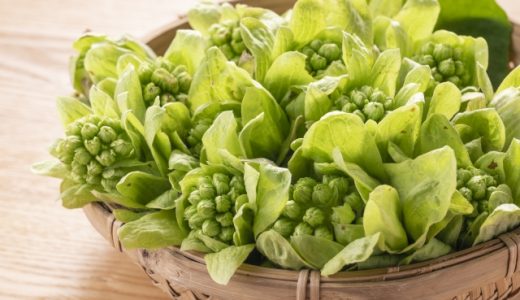 ふきのとうの保存はオリーブオイル漬けがおすすめ?下処理方法とは