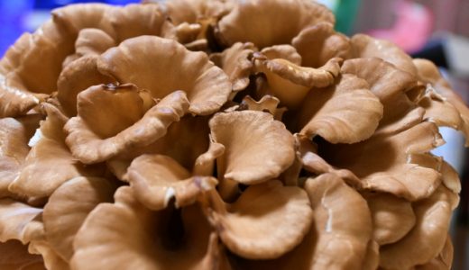 舞茸で食あたりは起こる?生で食べると危険って本当?対処法は?