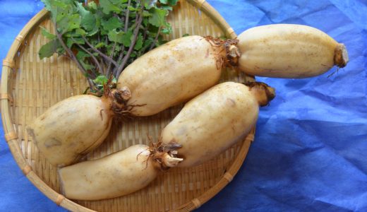 レンコンで食中毒になる？からし蓮根で食中毒事件が…原因は？