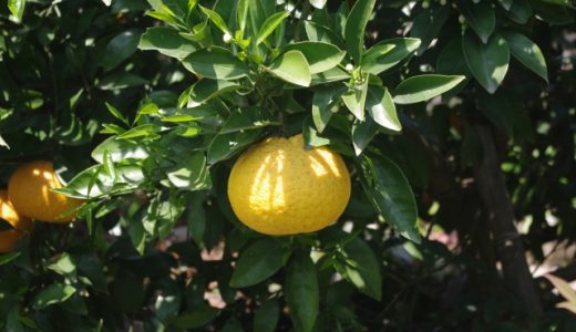 夏みかんの保存方法とは?長期保存できる?冷凍保存は?追熟させるには