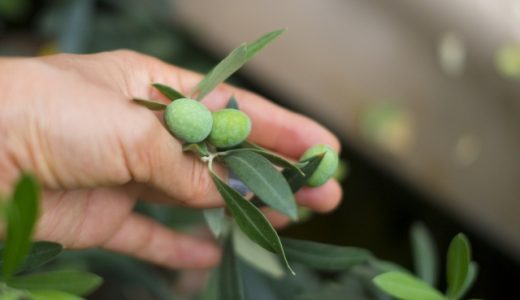 買ってはいけないオリーブオイルの特徴は?JOAマークって?容器は?