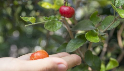 アセロラでアレルギーが出ることもある?栄養・効果・効能とは?
