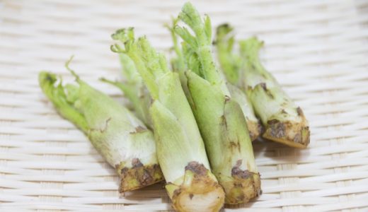 タラの芽の効能・栄養は?効率的に栄養素を摂取するためのポイントは?
