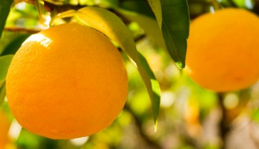夏みかんと甘夏の違いを解説！どっちが甘い？みかんの種類も解説