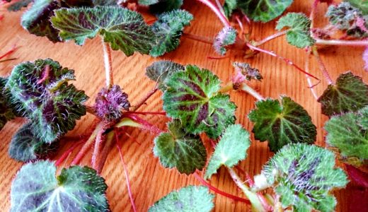 ユキノシタは生で食べれる？毒性はある？特徴･味･効能まとめ