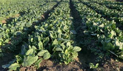 ほうれん草のおひたしの保存方法は？栄養・効果・カロリーや糖質