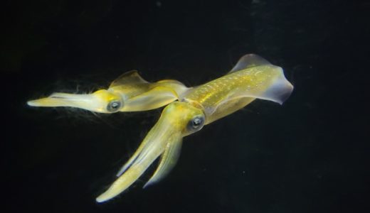 よっちゃんイカ白はファミマだけのものもある?違いは?カロリーや糖質