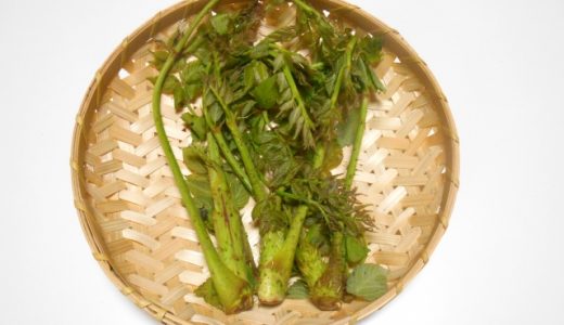 タラの芽ってどんな味？毒はあるの？美味しい時期や食べ方は？