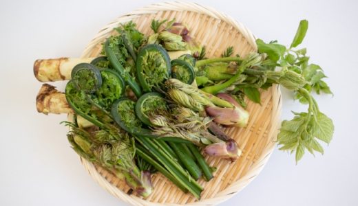 タラの芽を生で食べると苦い！苦味をとるには？タラの芽もどきとは？