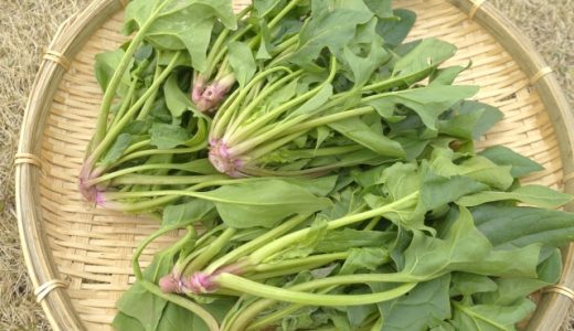 ほうれん草を食べ過ぎると体に悪い?アクが危険?シュウ酸とは?