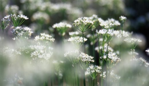 ガーリックチャイブとニラの違いって?味が違うの?栄養価・健康効果