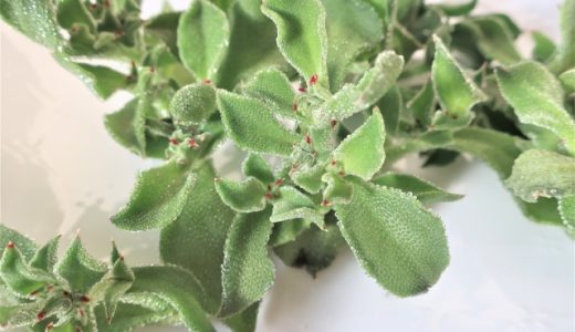 アイスプラントは酸っぱい?苦い?どんな味?栄養や効果を解説します