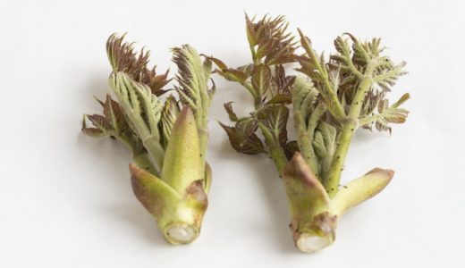 タラの芽はアレルギーになる？毒がある？食べ過ぎは体に悪い？