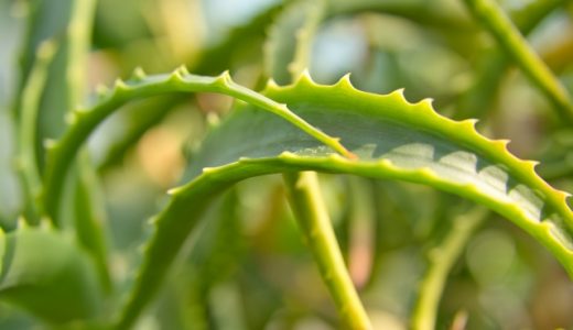 アロエベラが茶色・黒色になってしまう原因は?まだ食べられる?腐る?