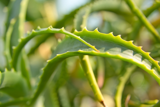アロエベラが茶色 黒色になってしまう原因は まだ食べられる 腐る お役立ち 季節の耳より情報局