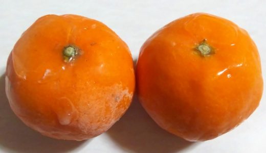 みかんは皮をむいて冷凍保存するのがおすすめ?皮付きが良いの?
