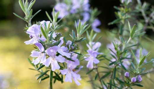 ローズマリーの花は食べられる?観賞用と食用の違いや栄養について
