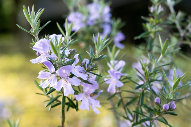 ローズマリーの花は食べられる 観賞用と食用の違いや栄養について お役立ち 季節の耳より情報局