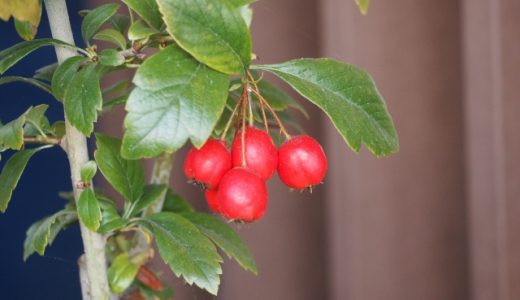 サンザシの味はまずい？美味しい？おいしく食べる方法はあるの？