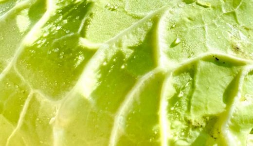 キャベツを食べると腹痛が…古いキャベツを食べたけど腐ってる？