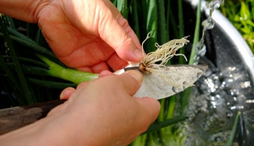 わけぎの作り置き冷凍保存｜パラパラにする方法･解凍･大量消費レシピ