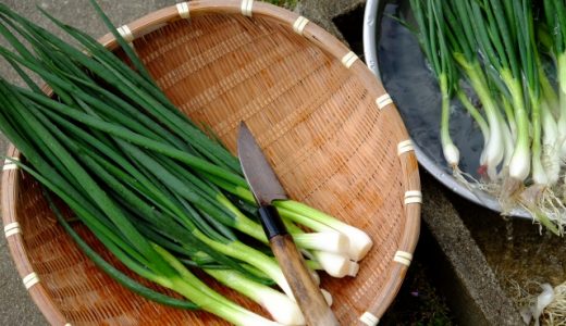 わけぎはねぎの代用として使える?あさつきとの違いは?栄養・効果