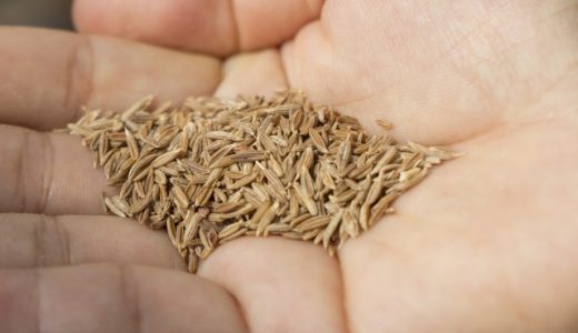 クミンでアレルギー症状が出ることがある？花粉症持ちは注意？