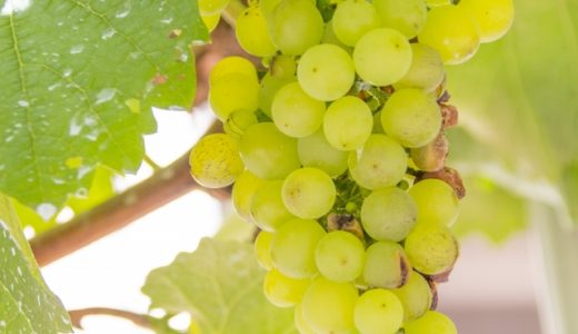 ワインビネガーはそのまま飲むことができる?家でも作れる?作り方は?