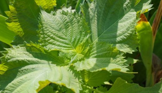 シソ科野菜の種類まとめ！エゴマやバジリコやミントやローズマリーの特徴