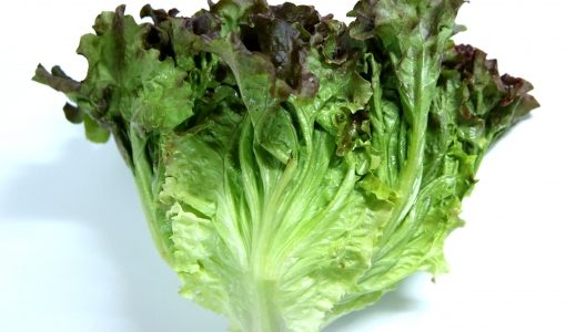 サニーレタスとレタスの違いは？グリーンリーフも！味や価格や栄養を比較