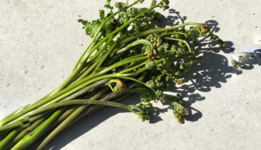 わらびが苦い時は危険?天然毒?アク抜きは重曹が必須?お湯ではダメ?