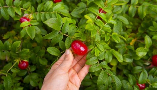 ローズヒップの食用の種類は?どんなバラの実なら使える?栄養価は?