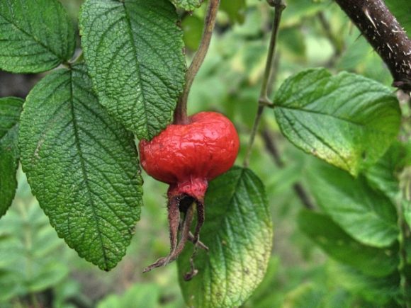 ローズヒップの食用の種類は どんなバラの実なら使える 栄養価は お役立ち 季節の耳より情報局