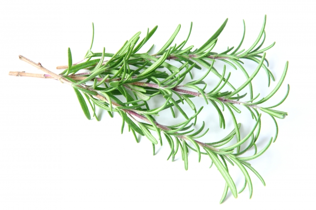 ローズマリーには毒性があるの 高血圧の治療中や妊娠中は注意 お役立ち 季節の耳より情報局