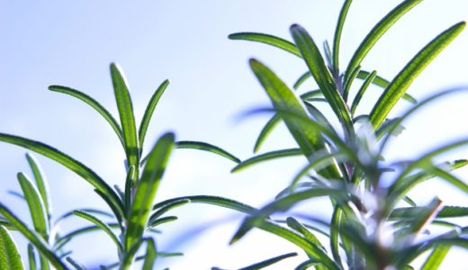 ローズマリーは生食できる?飾り付けのものは食べても良い?栄養は?