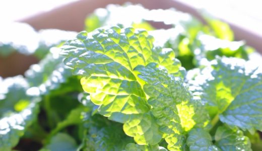 レモンバームの味ってどんな味?うつ病症状を軽減させる効果があるの?