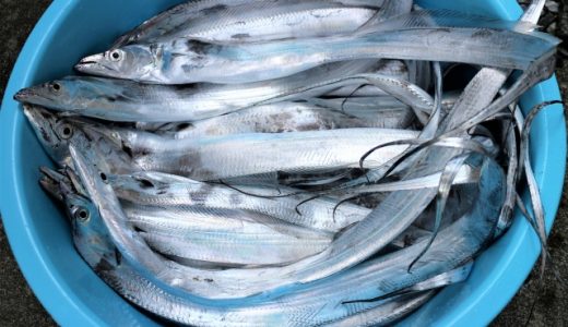 太刀魚の冷凍保存方法は?美味しく鮮度つためのポイントは?