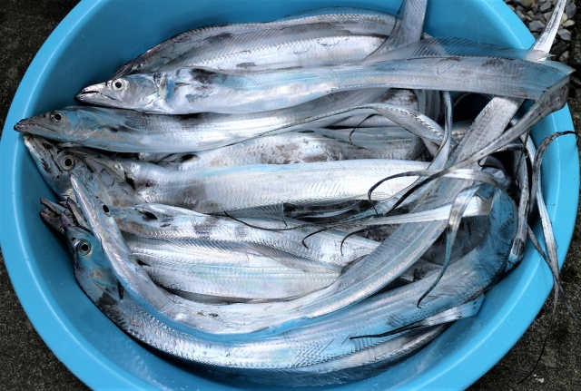 太刀魚の冷凍保存方法は 美味しく鮮度つためのポイントは お役立ち 季節の耳より情報局