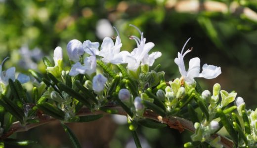 ローズマリーは生で使う?おすすめの使い方や食べ方・栄養価を解説